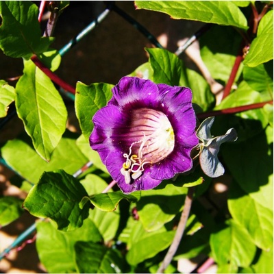 Kobea ťahavá modrá - Cobaea scandens - semená - 7 ks