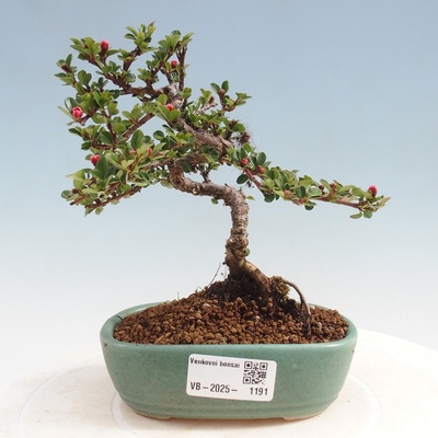 e-bonsai Venkovní bonsai - Cotoneaster horizontalis - Skalník
