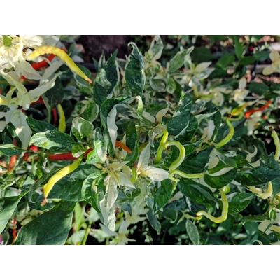 CHILLIMAT Chilli sazenice Uchu Cream 1 ks