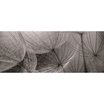 IMPOL TRADE 281VEP Fototapeta vliesová biele púpavy rozmer 250 cm x 104 cm