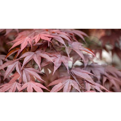 Семена от Японски Клен 25 бр (651000)