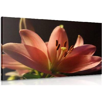 Obraz krásná růžová lilie na černém pozadí - 40x30