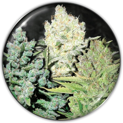 Medical Seeds Co. Collection 4 semienka neobsahujú THC 6 ks