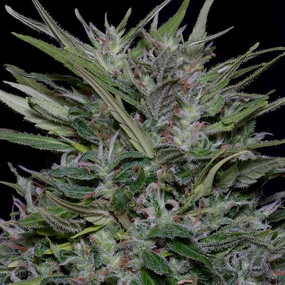 Big Head Seeds Purple Punch semienka neobsahujú THC 10 ks