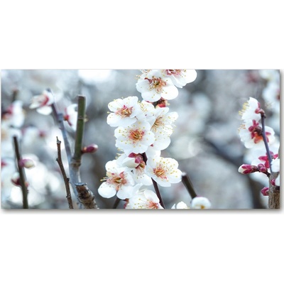Foto obraz sklo tvrzené kvety višne 100x50 cm