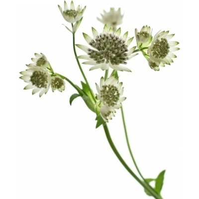 ASTRANTIA BILLION STARS 50cm