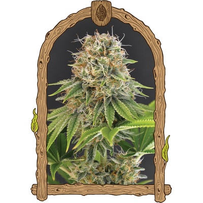 Exotic Seed Wedding Monkey semienka neobsahujú THC 3 ks