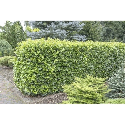 Bobkovišeň lékařská FloraSelf Prunus laurocerasus 'Etna'® 80-100 cm květináč 15 l