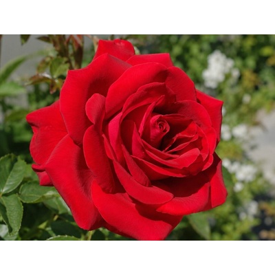 Ruža popínavá Red Flame, výška 150-180 cm, kvetináč 5 l