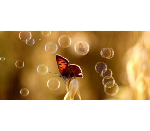 BONDECOR MOTÝL BUBBLES