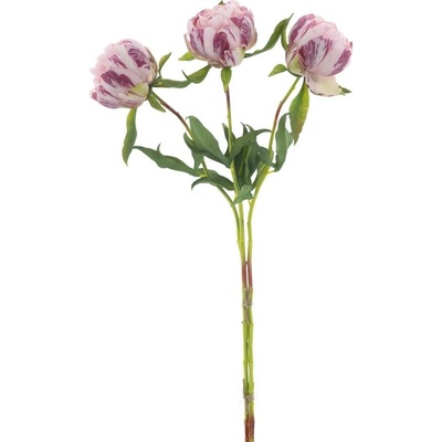 Paeonia - Pivoňka 'Marlie' svazek 3 ks růžový 63 cm