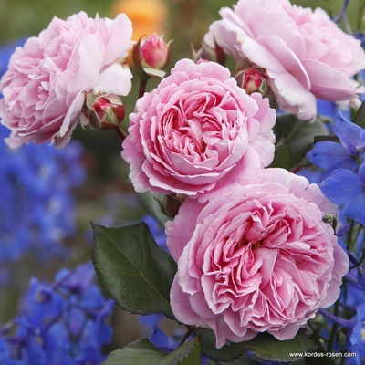 Růže Kordes Parfuma Rosengräfin Marie Henriette květináč 2 litry