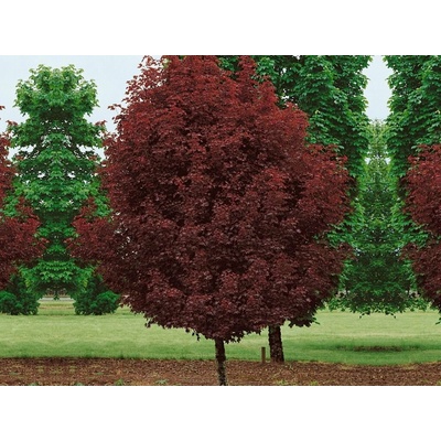 Javor mliečny Crimson Sentry rozvetvený, výška 160-200 cm, kvetináč 15 l