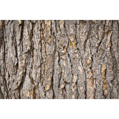 Dimex MS-5-2344 Vliesová fototapeta Kůra jedle rozměry 375 x 250 cm