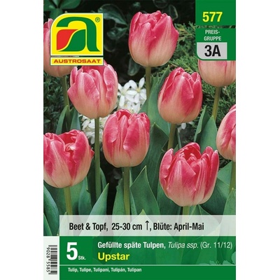 AUSTROSAAT Plnokveté neskoré tulipány Upstar - 5 cibúľ