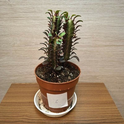 Euphorbia Trigona Rubra č2