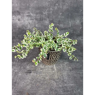 Ficus Pumila 9 cm (Fíkovník šplhavý)