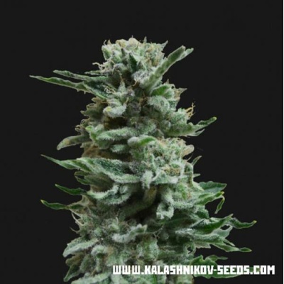 Kalashnikov Seeds AK Skunk AUTO semena neobsahují THC 3 ks
