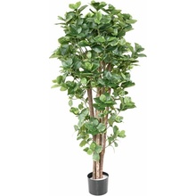 Clusia strom deluxe, 150cm