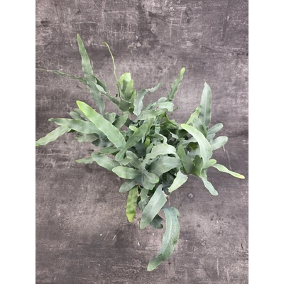 Phlebodium Blue Star