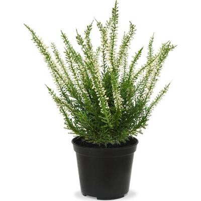 MF Umělá rostlina ERICA - vřes v květináči (25cm) - bílá