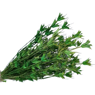 Sušené kvety Černuška - Nigella orientalis 80g - zelené
