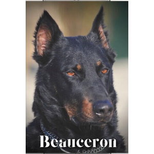 Beauceron (ISBN: 9798851381119)
