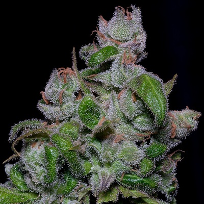 Big Head Seeds Crystal Blueberry Gelato semienka neobsahujú THC 10 ks