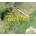 OLDFIELD MIKE: HERGEST RIDGE CD
