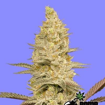 Bomb Seeds Glookie Bomb semena neobsahují THC 5 ks
