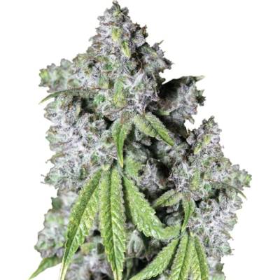 Growers Choice Charlottes Dream CBD semena neobsahují THC 3 ks
