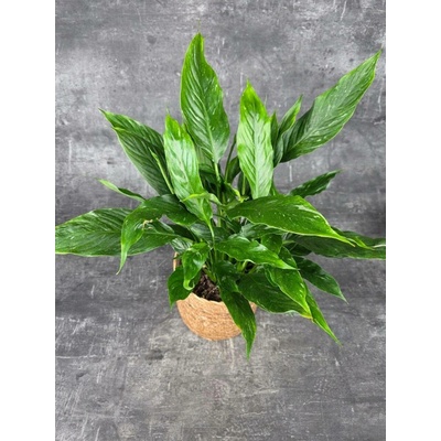 Spathiphyllum Diamond 14 cm (Lopatkovec Toulcovka)