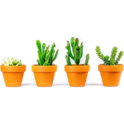 Gardners Set 3 ks rostlin Crassula mix, průměr 8,5 cm Krasule, tlustice, strom života