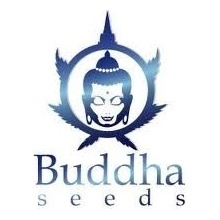 Buddha Seeds Buddha Purple Kush AUTO semena neobsahují THC 1 ks