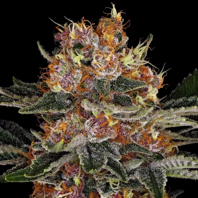 Barney's Farm Purple Punch AUTO semienka neobsahujú THC 5 ks