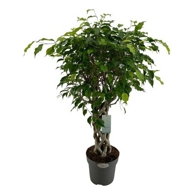 Ficus benjamina stem braided special 24x100 cm