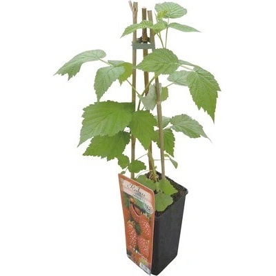 Malina Rubus idaeus 'Ottawa' 30-40 cm v kvetináči