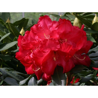 Rododendrón Halfdan Lem na kmienku 50-70cm, kont. p19