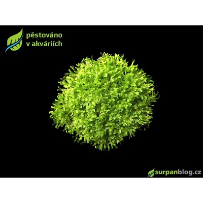 Riccia fluitans - Trhutka plovoucí – Zboží Mobilmania