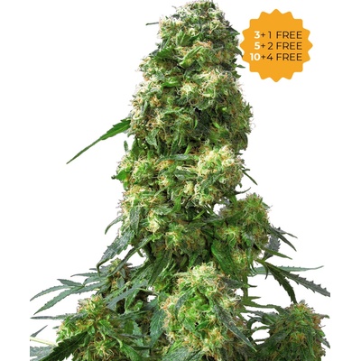 Sensi Seeds Early Skunk semena neobsahují THC 3 ks