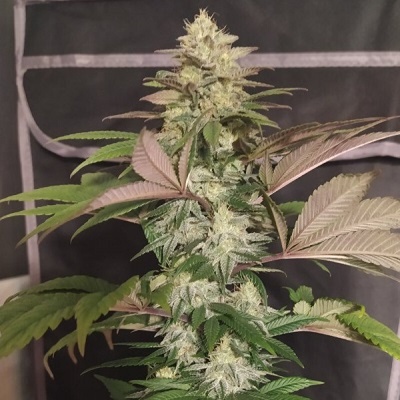 Ace Seeds Erdpurt x PCK regular semienka neobsahujú THC 10 ks