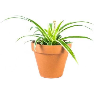 Gardners Chlorophytum Comosum, průměr 6 cm Chlorofytum, zelenec
