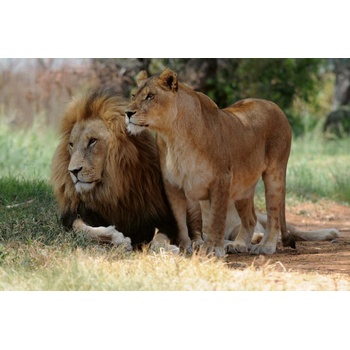 DIMEX ART s. r. o Флизелинов фототапет лъв и лъвица 375 x 250 см