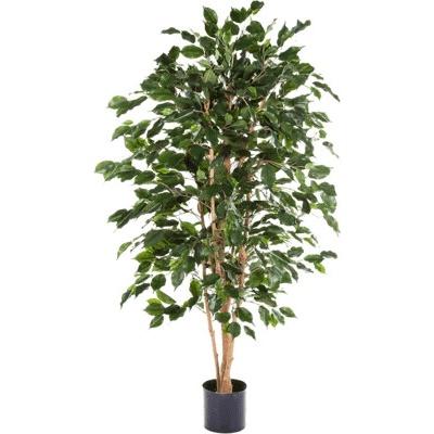 Ficus exotica 120 cm