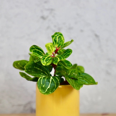 Iresine herbstii Aureoreticulata baby