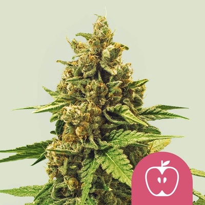 Royal Queen seeds Apple Fritter semienka neobsahujú THC 5 ks