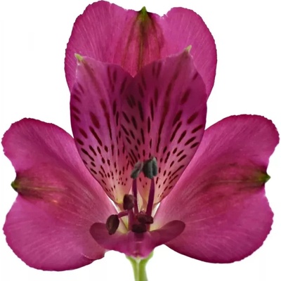 Alstromérie CASANOVA 75g