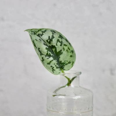 Philodendron Pictus řízek