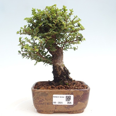 e-bonsai Venkovní bonsai - Ulmus parvifolia Hokkaido - jilm Čínský