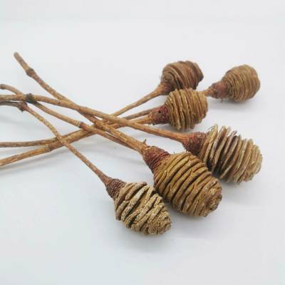 Platyspernum cream - 20ks
